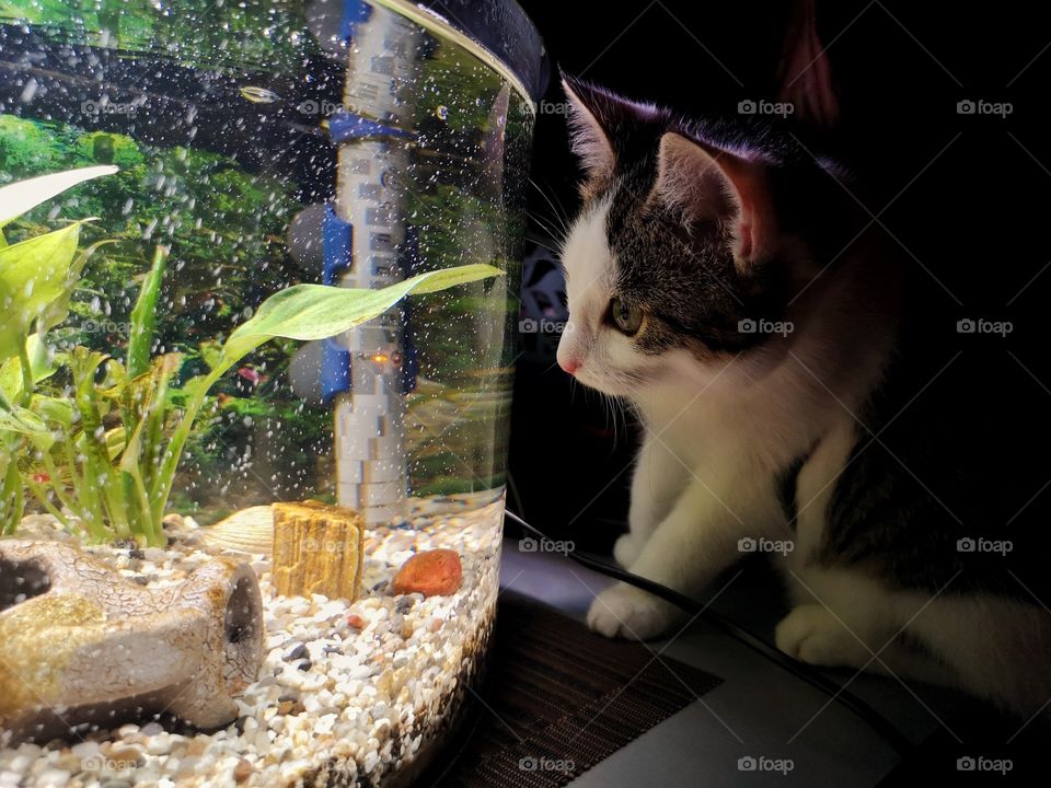 Kitten watches the aquarium