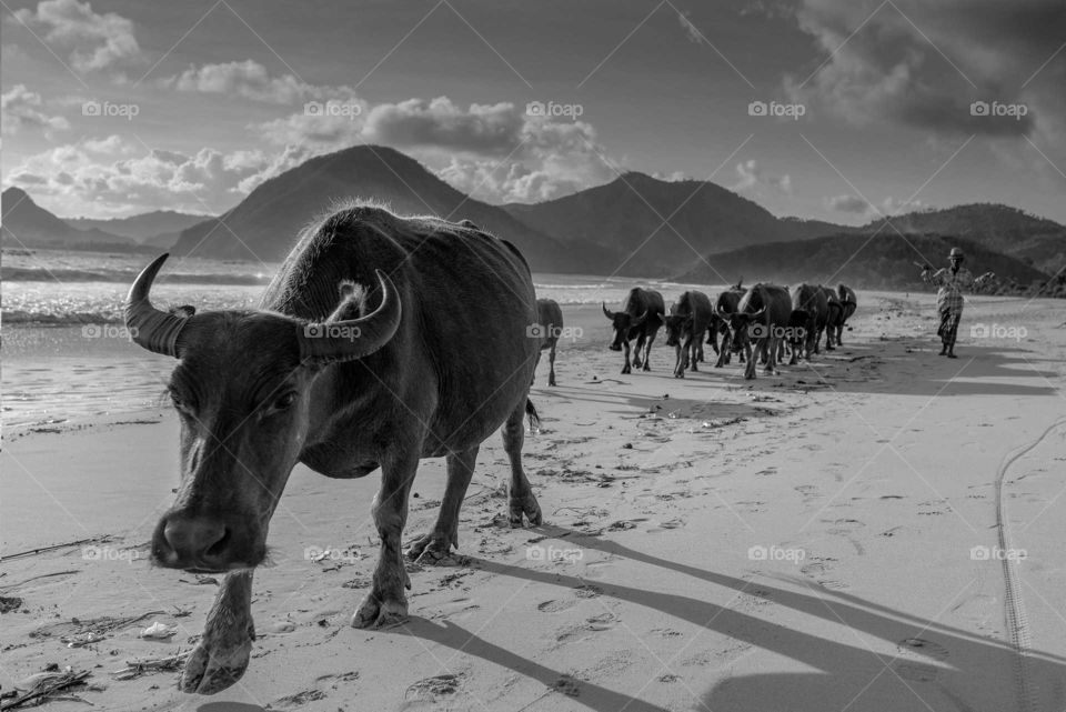 the Bulls Parade in Lombok