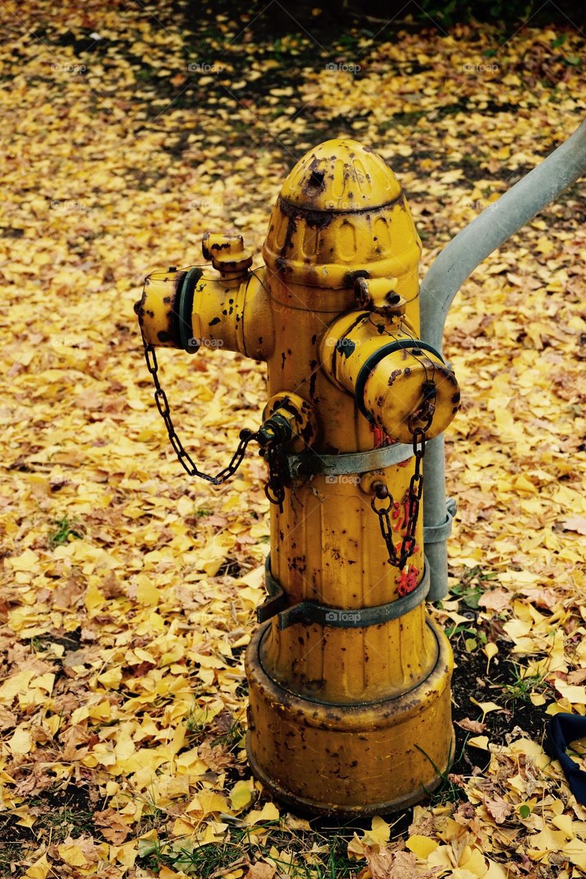 Old yellow fire hydrant