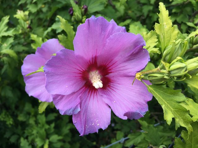 Blume 