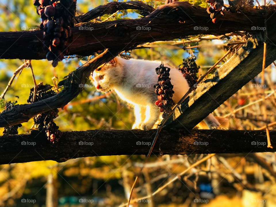 again on top of grapes!