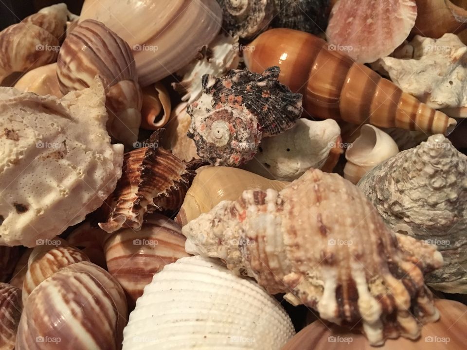 Shells