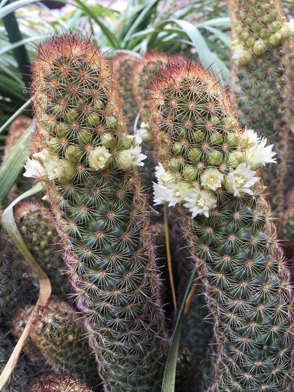 Cactus flowers 