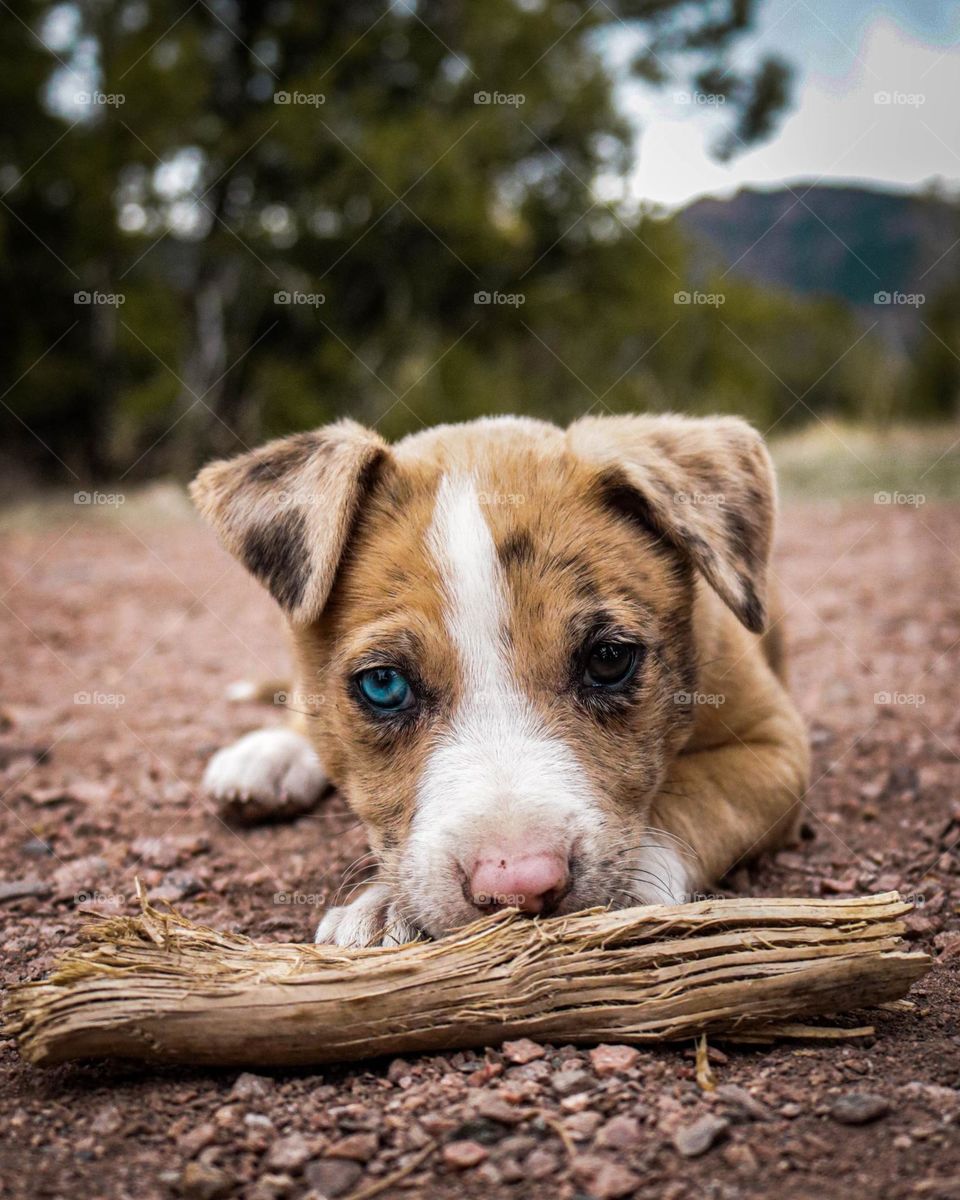 Puppy with one blue eye and one brown eye
