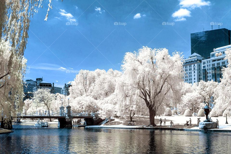 Boston infrared 