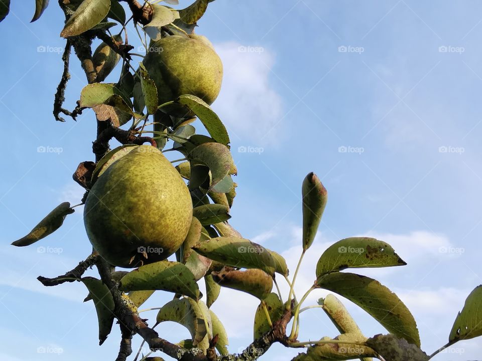 Die ersten Birnen am Baum