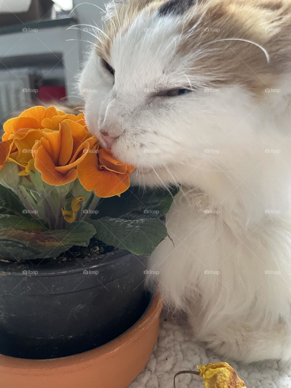 Cat sniffing flower