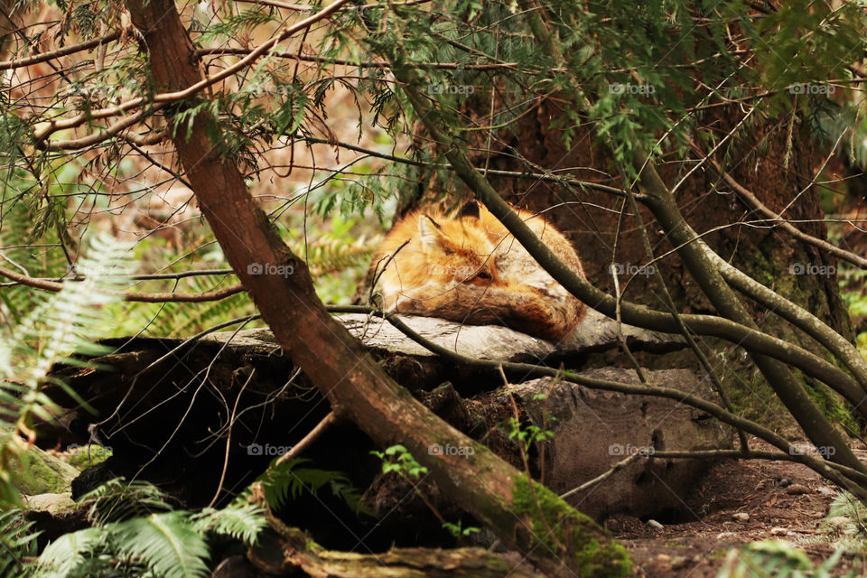 A fox resting in the forest