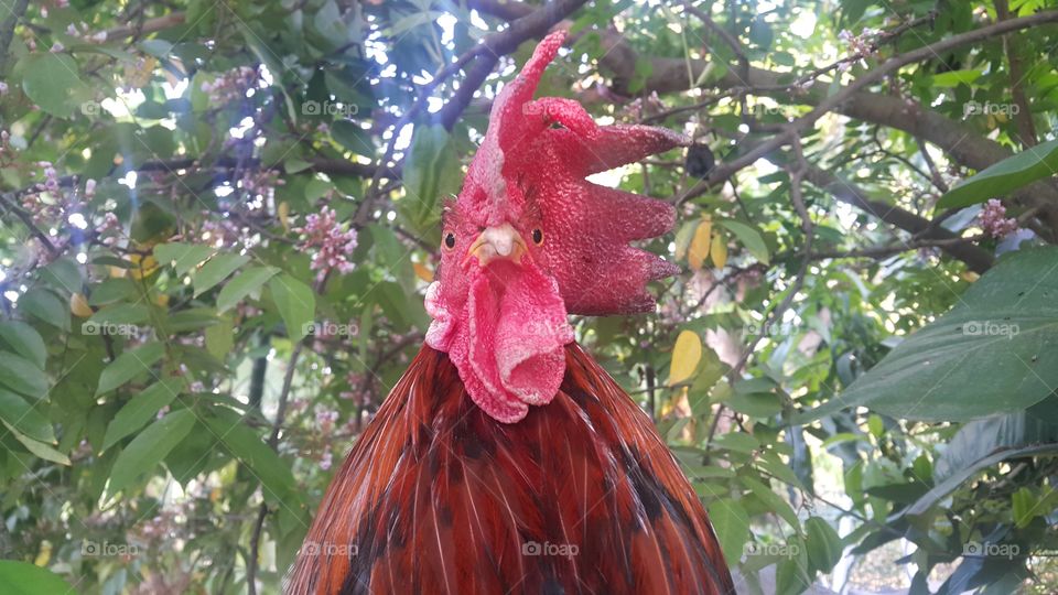 Face of rooster is angry.