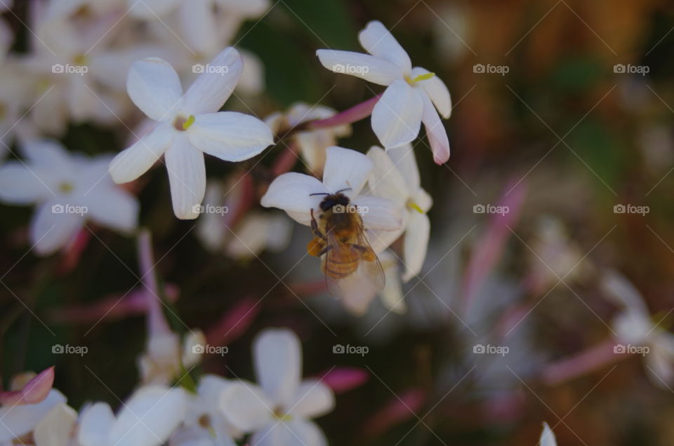 Bee searching for pollen on flowers