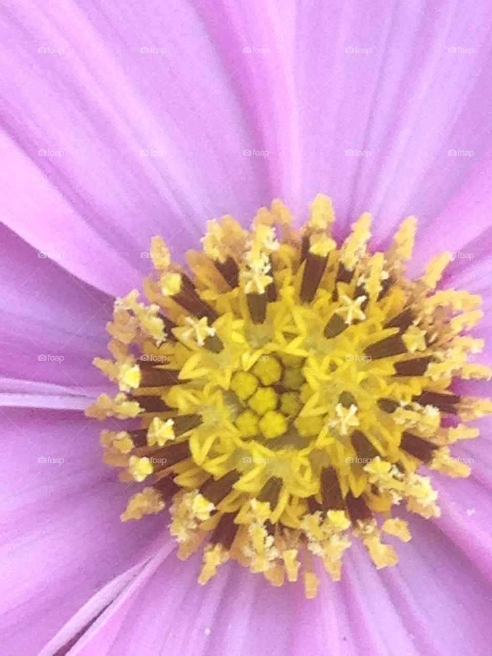 Stamens of the flower