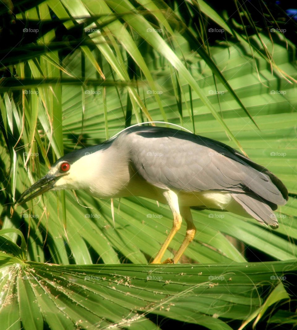 Black-crowned Night Heron in Palm Tree