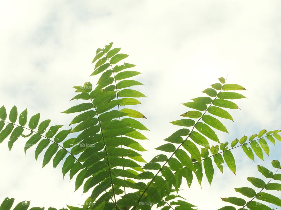 The comb of the leaves