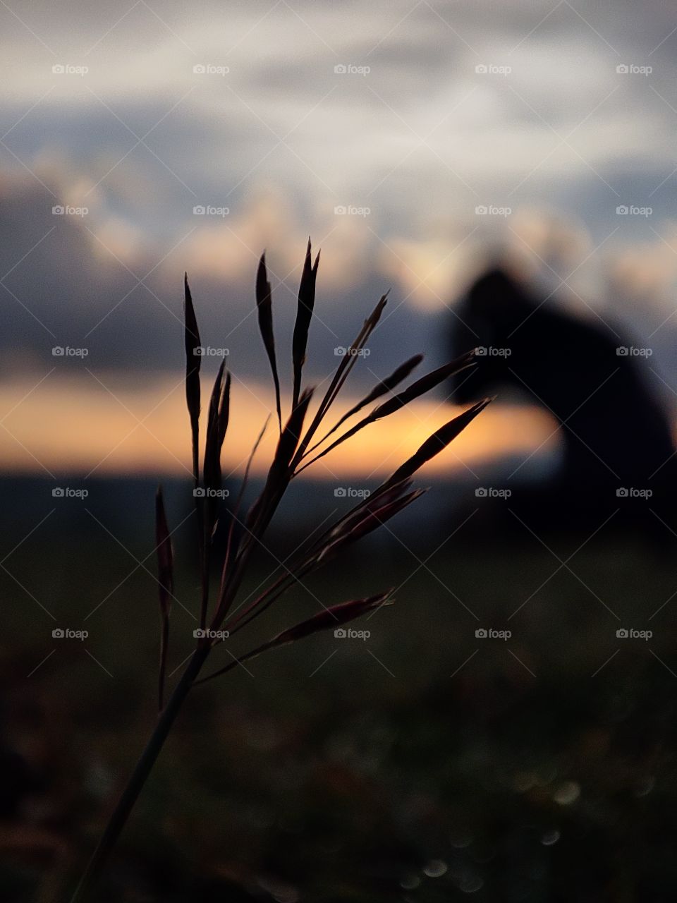 EVENING VIEW OF PLANT