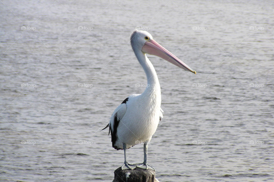 A wild pelican on the murray river Australia