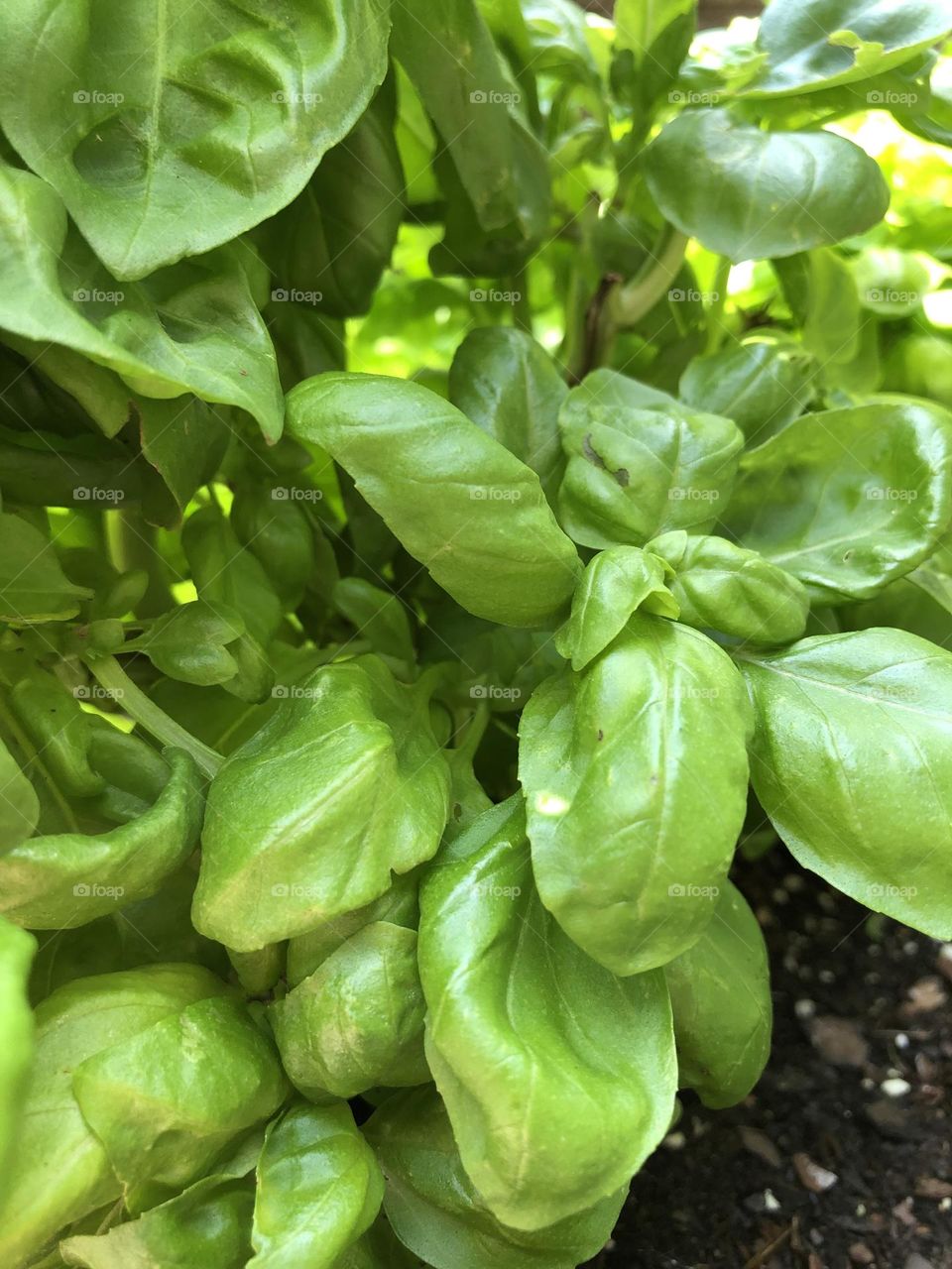 Close up of basil leaves growing in backyard container garden patio plants summer herb culinary 