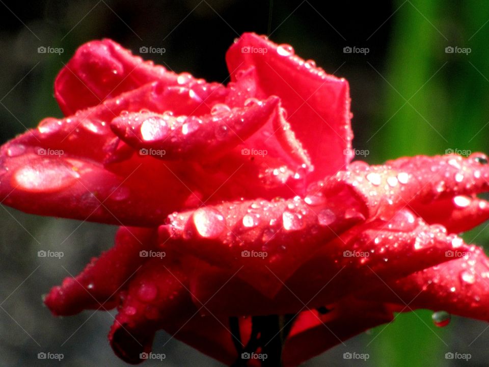 red rose in raindrops