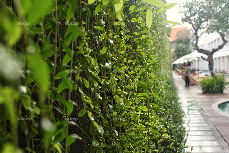 Green Plants hanging in the wall of a hotel Garden