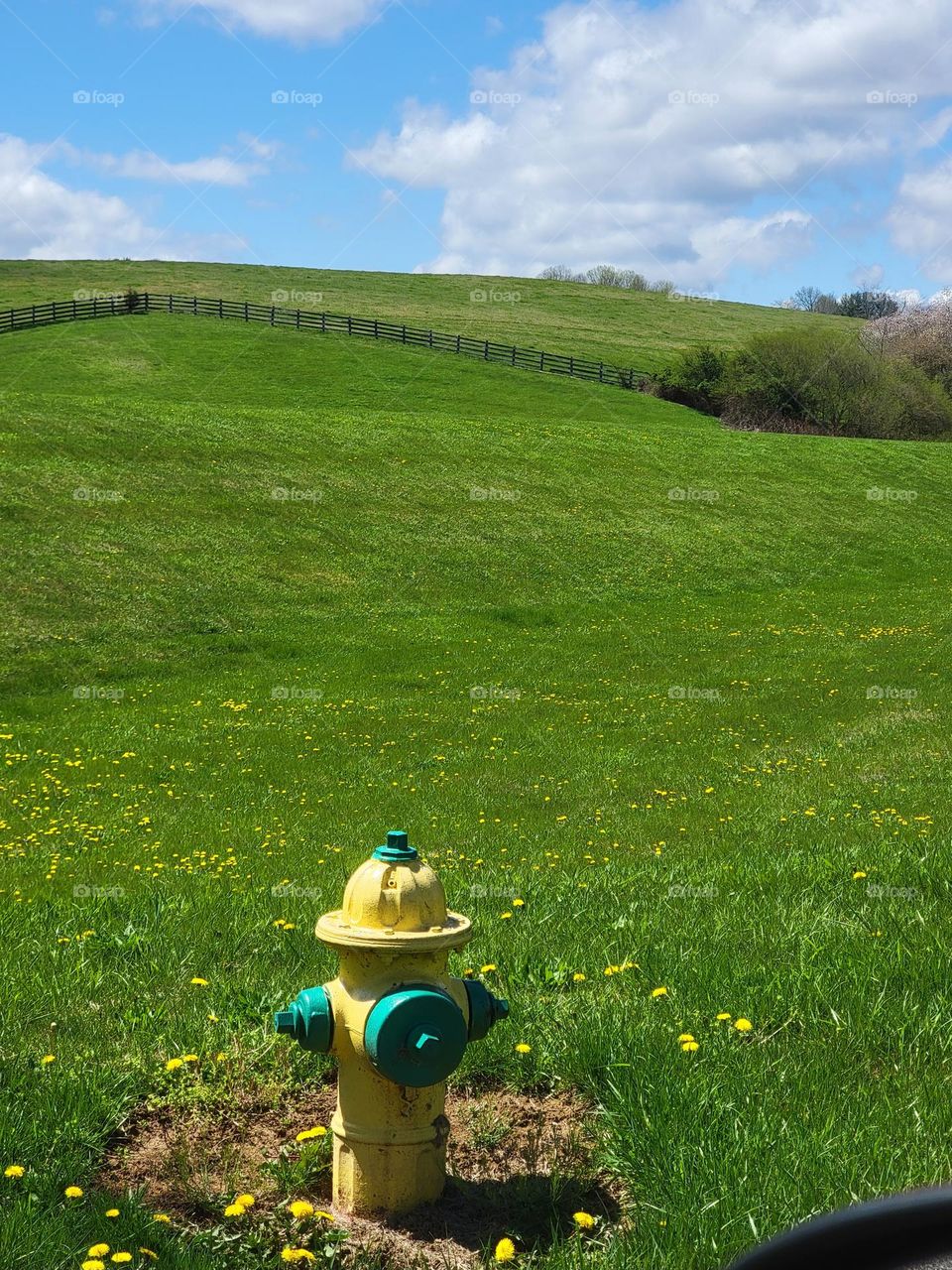 yellow and green fire hydrant in green grass