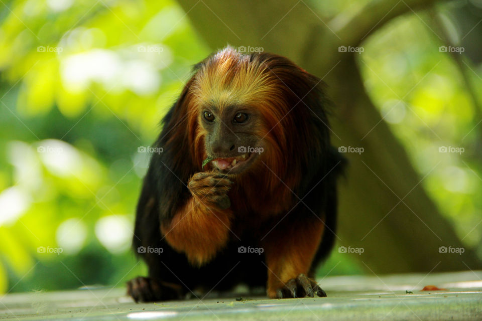 Capuchin moskee eating something in the planckendael zoo in Belgium