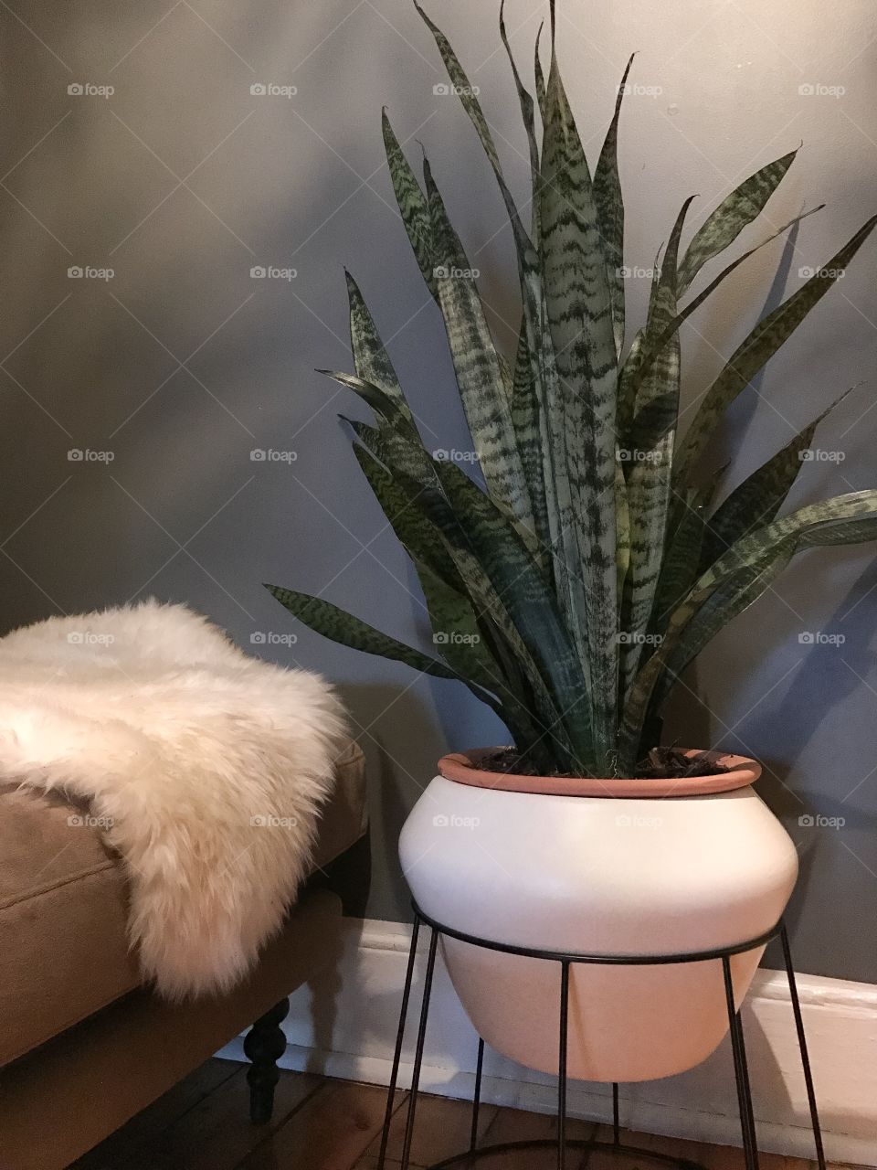 Mid Century Snake Plant in my Living Room.