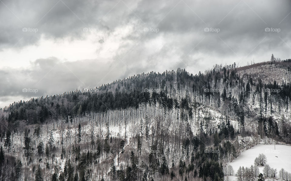 Scenic view of forest during winter