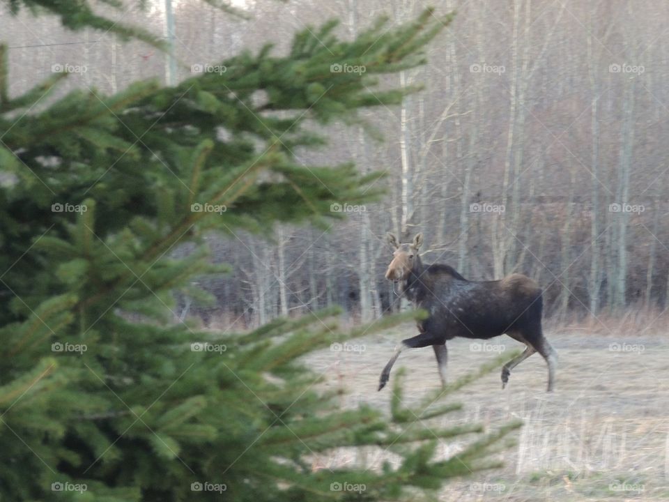 Beautiful moose running in my yard!