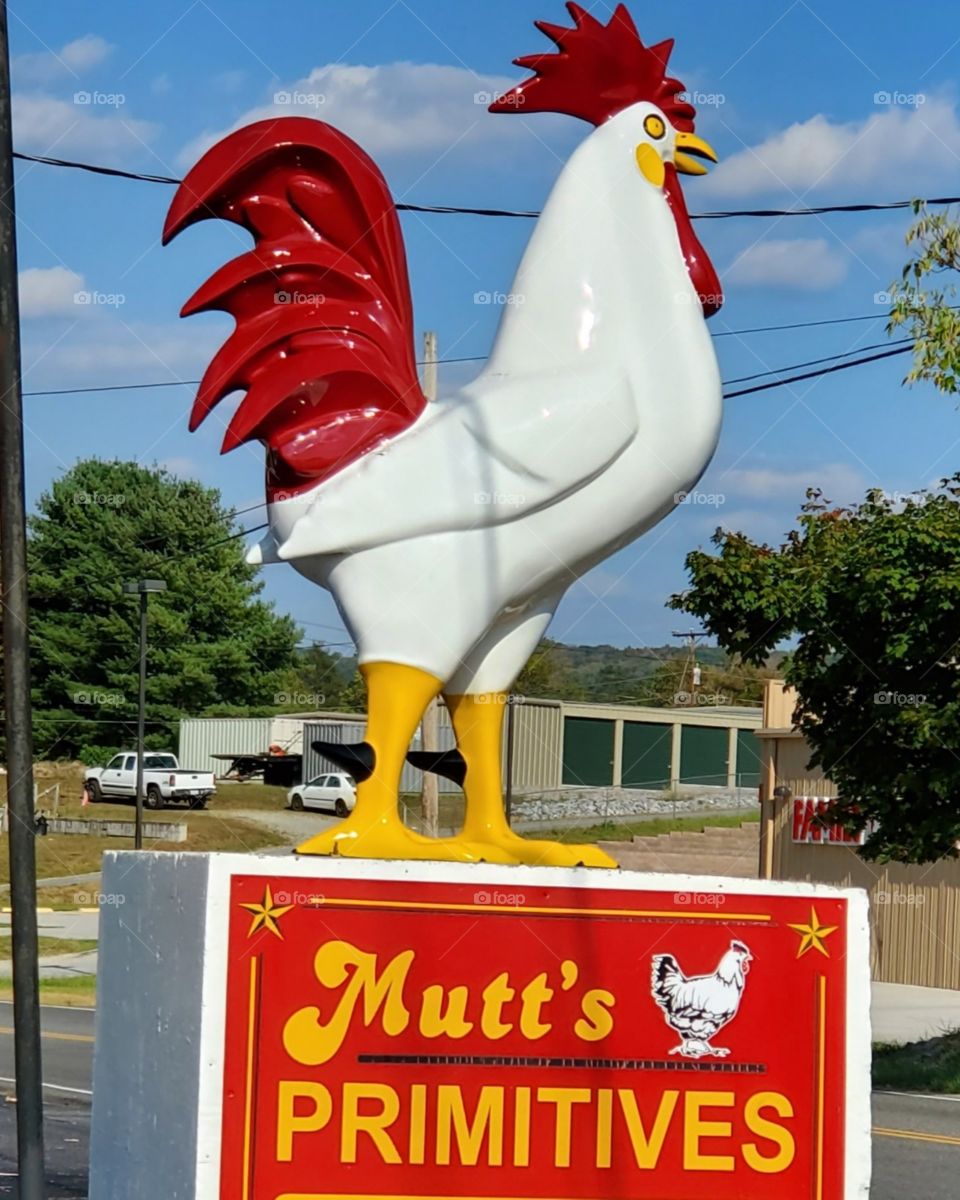 Mutt's Primitives - my favorite rooster!