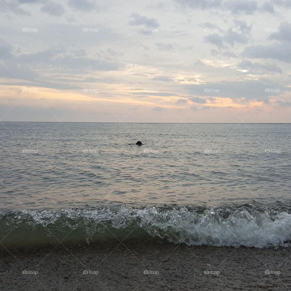 Dog swimming in Lake Michigan in the morning