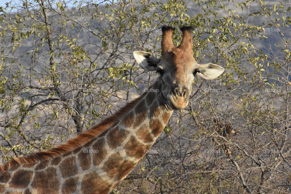 Giraffe
A picture I took on my safari in South Africa!
