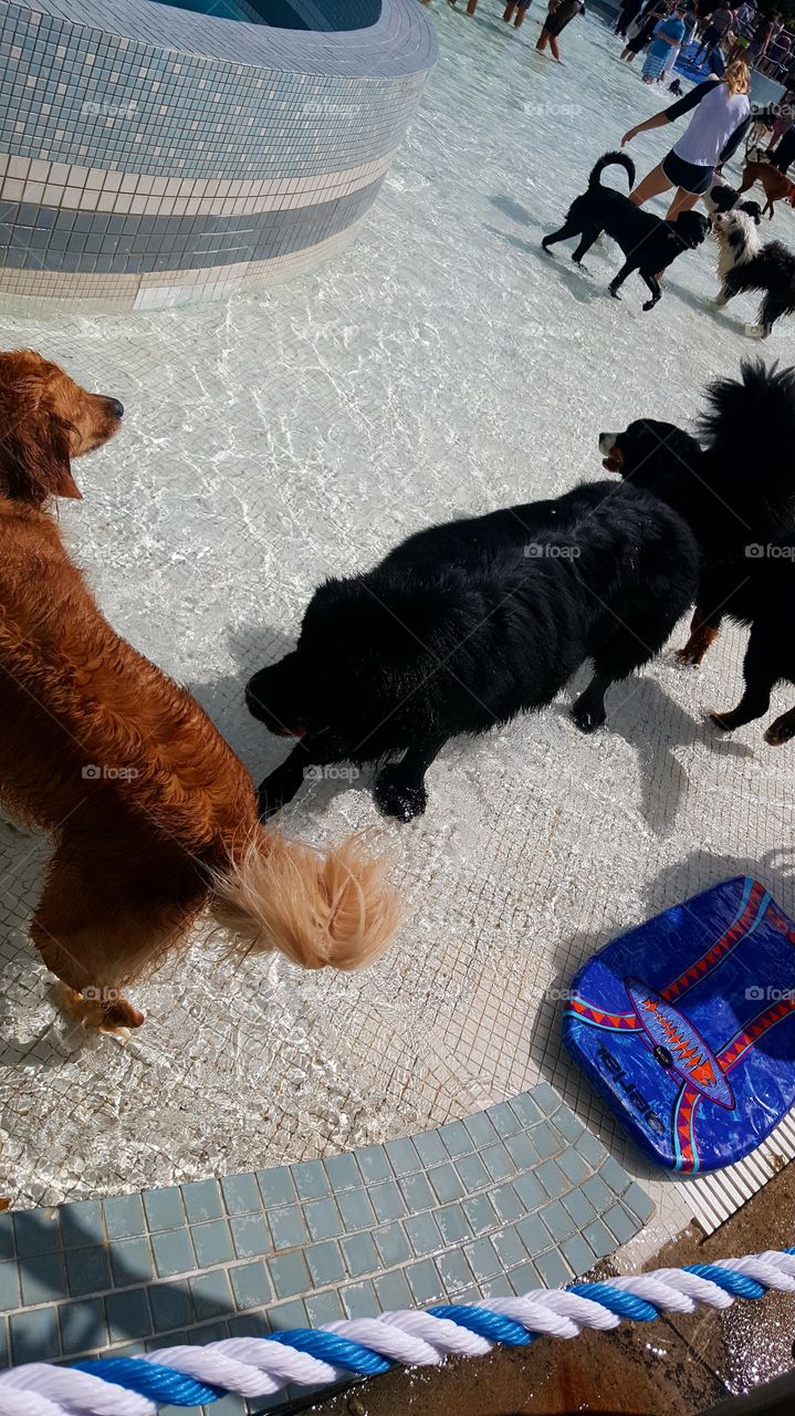 Dog, Mammal, Canine, Pet, People