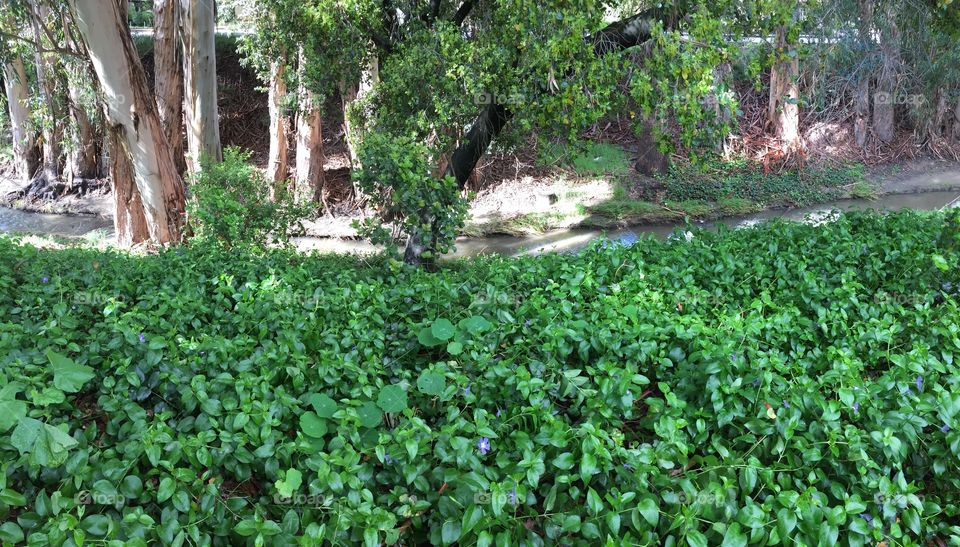 Thick undergrowth of creepers along a stream