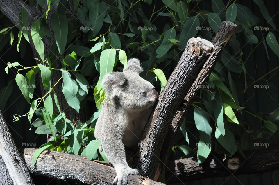 Koala