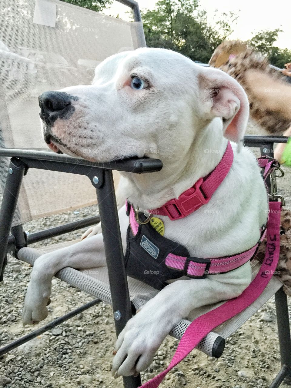 Pit bull relaxing at the drive in.  