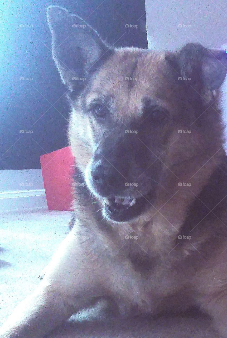 Smiling German Shepherd