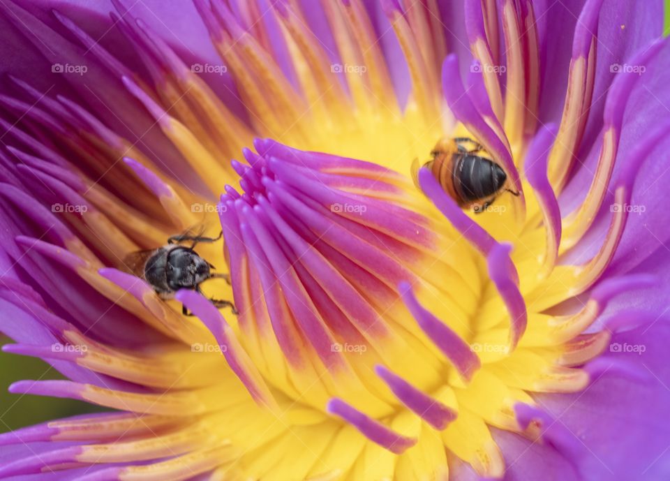 Bee are finding honey inside lotus