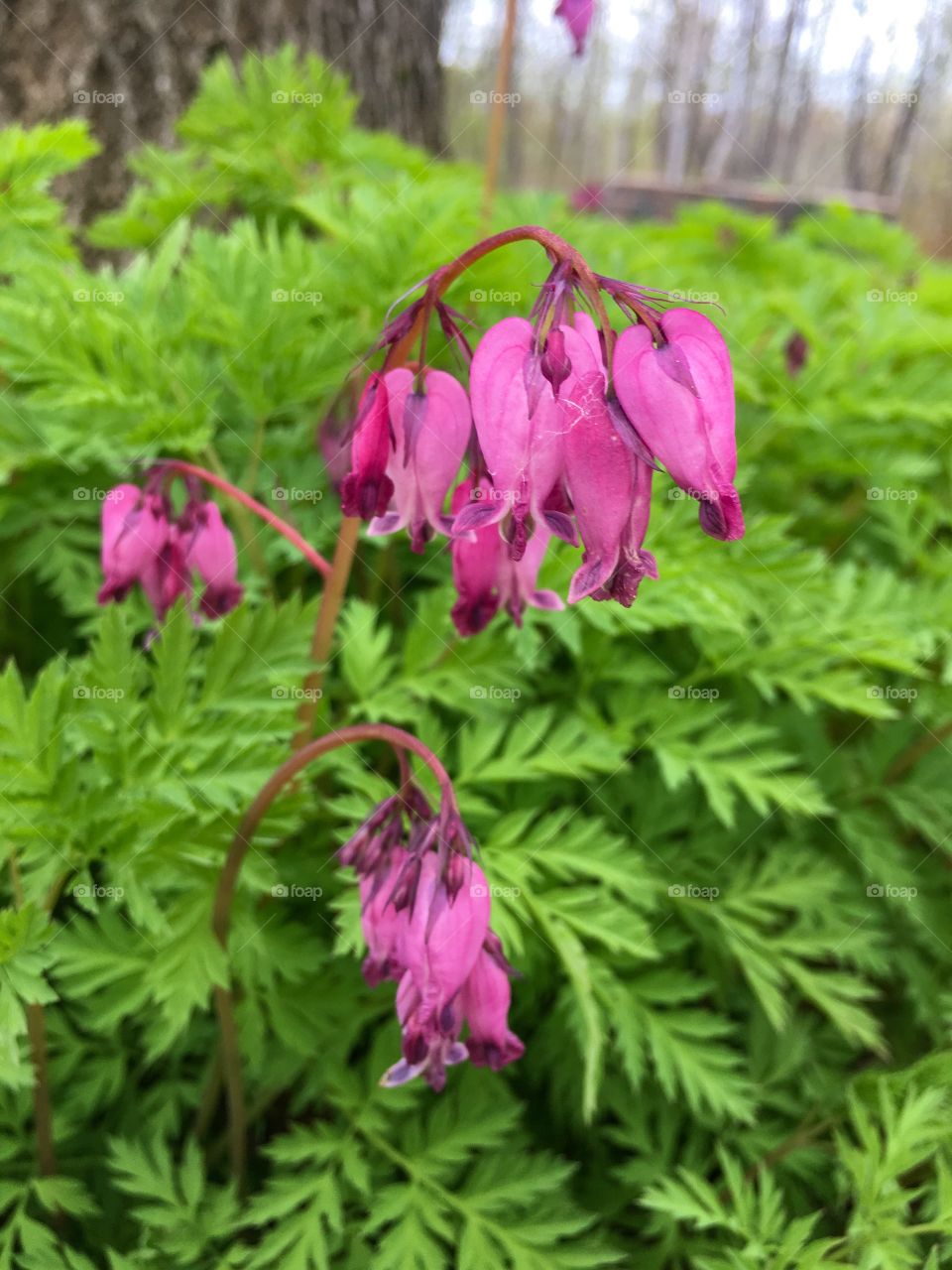 Pacific bleeding heart