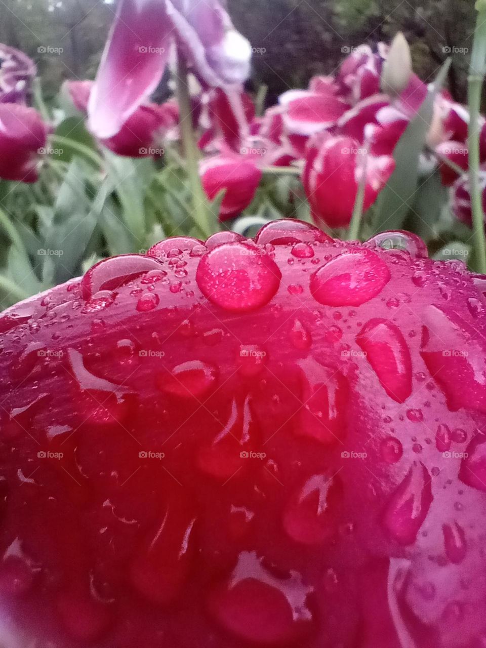 rain on tulip