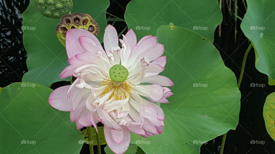 High angle view of water lily