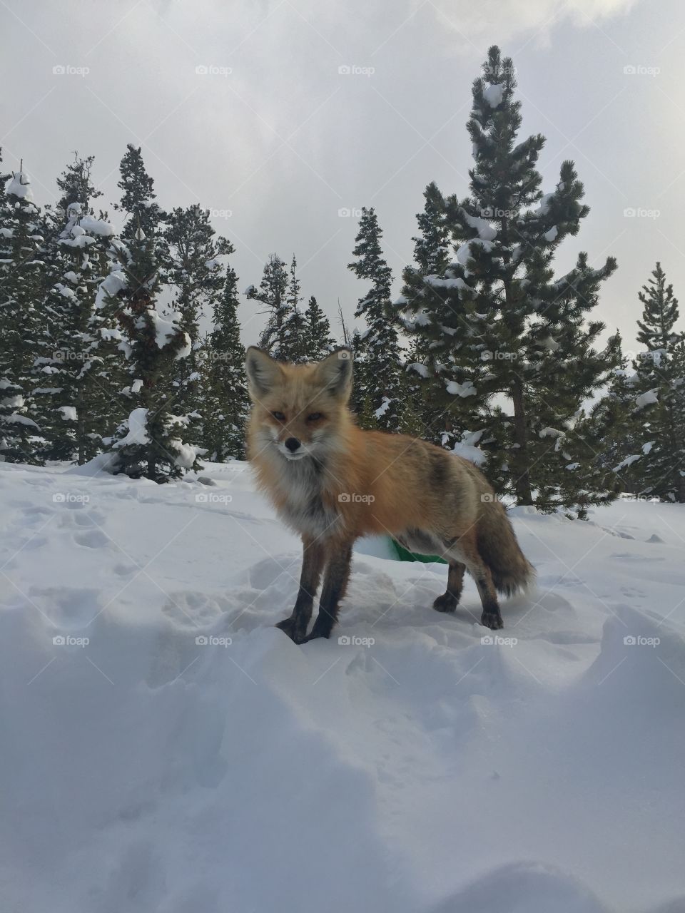 A curious fox 