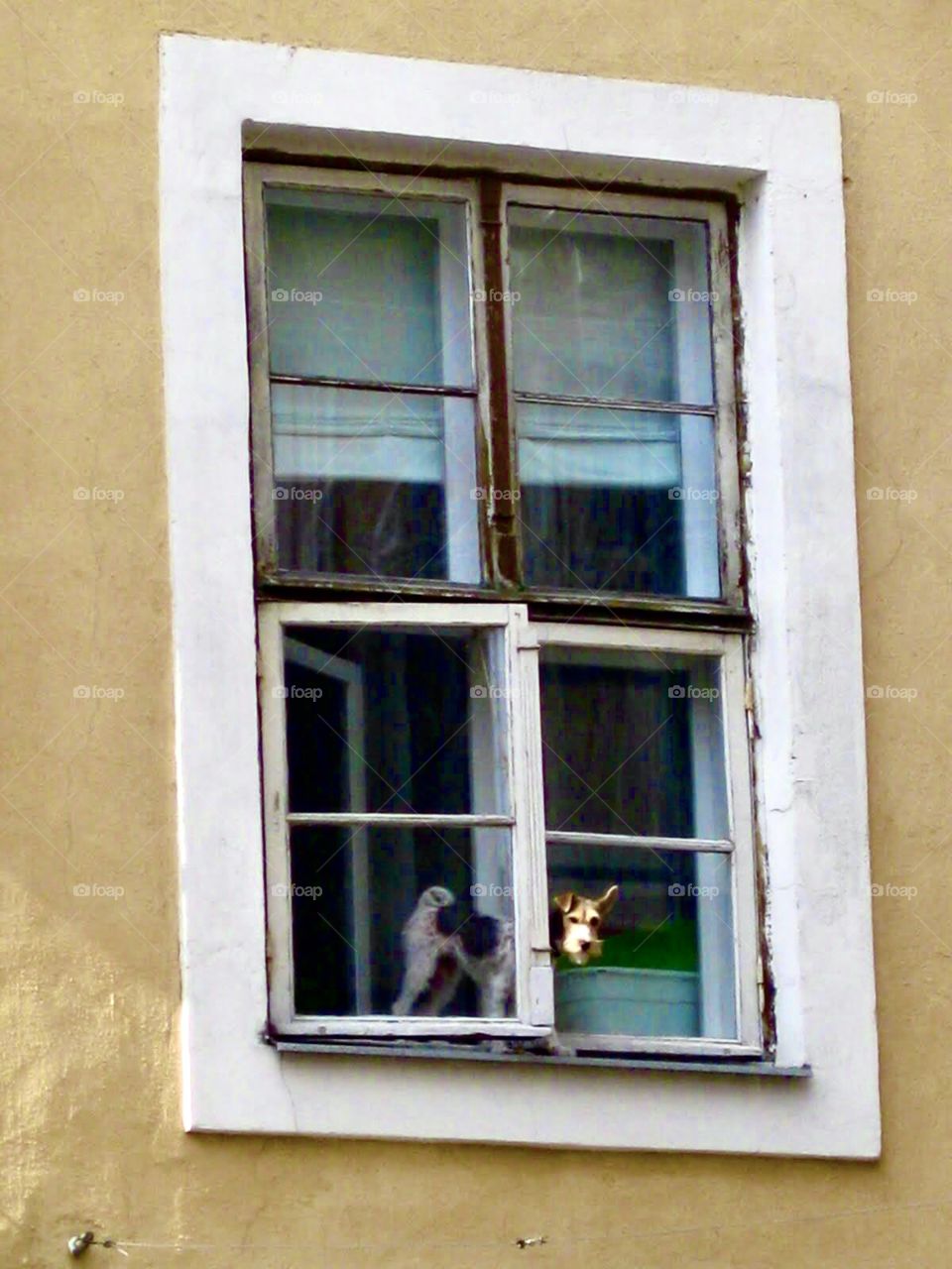 Dog peaking from window in Tallin, Estonia