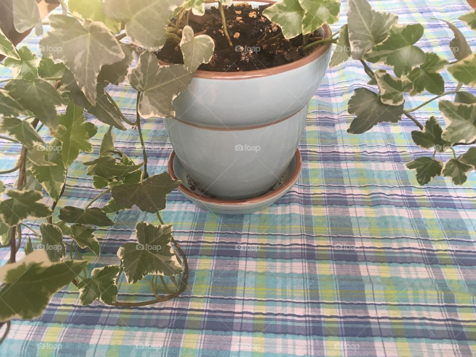 Ivy plant on plaid