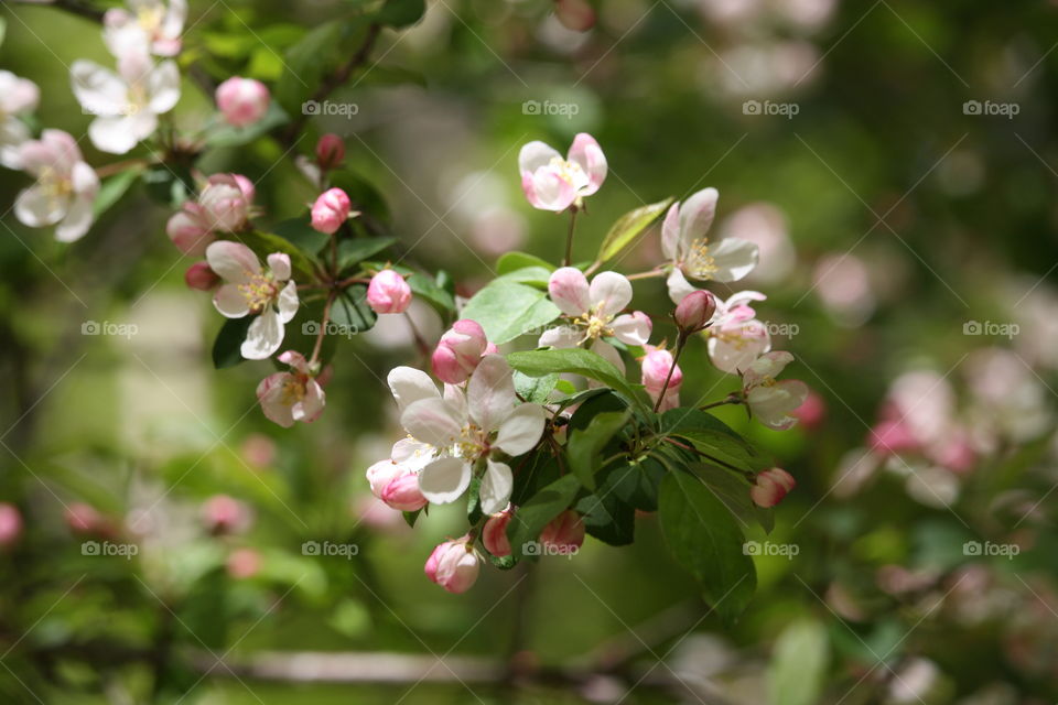 Blooming branch of an apple tree