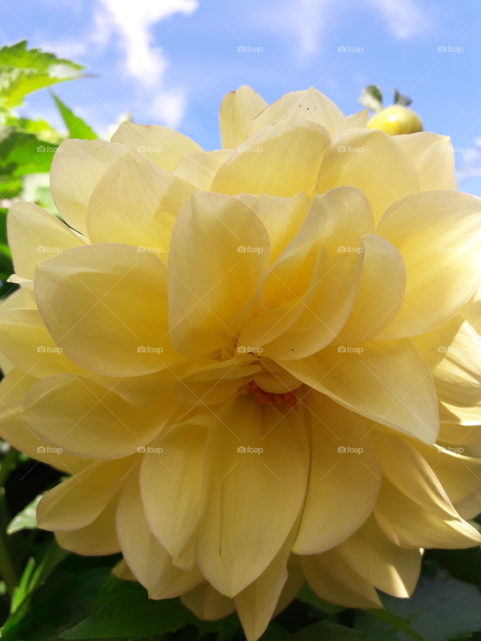 Фото цветок георгин