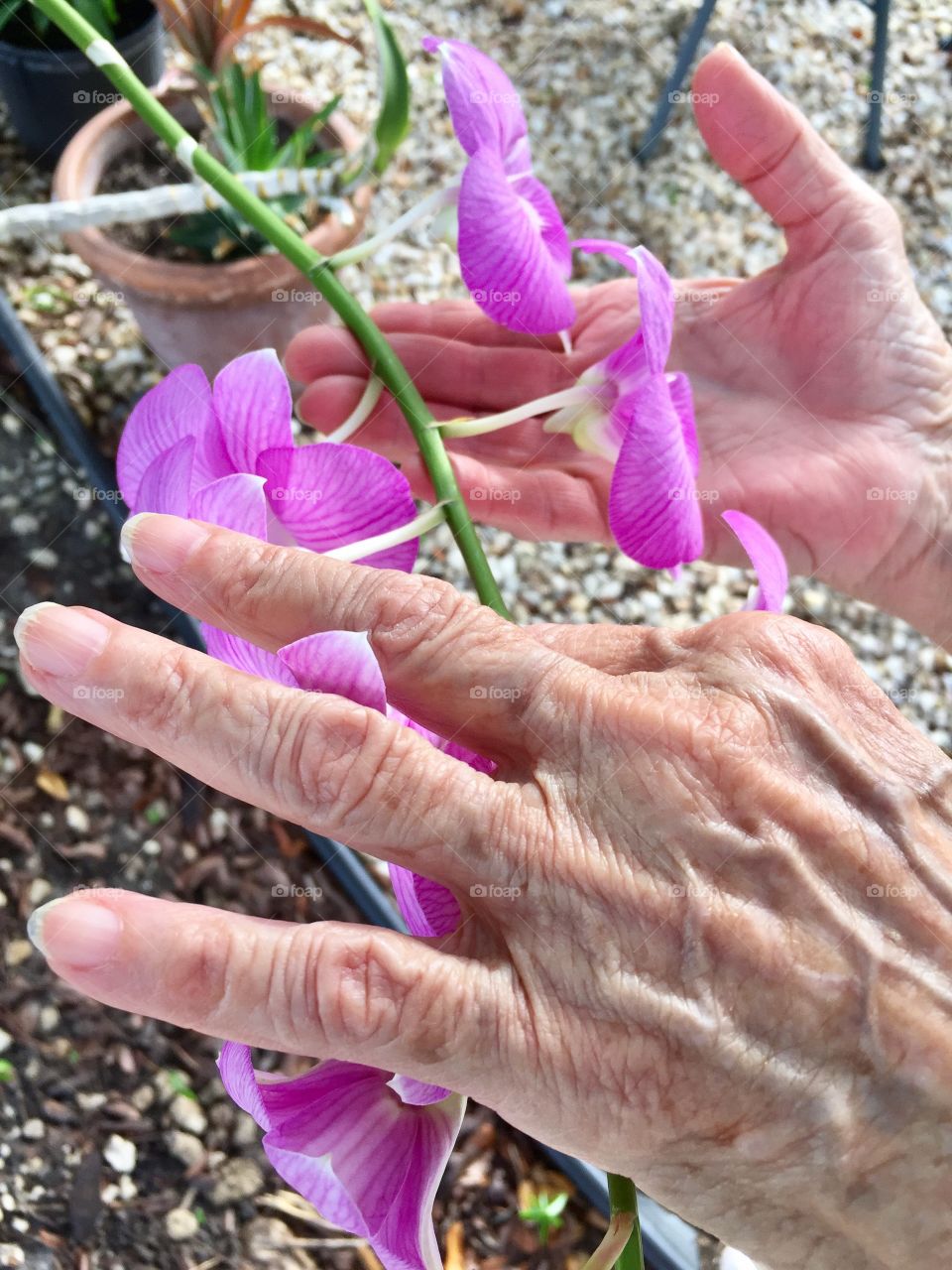 Senior woman holding orchids in the backyard