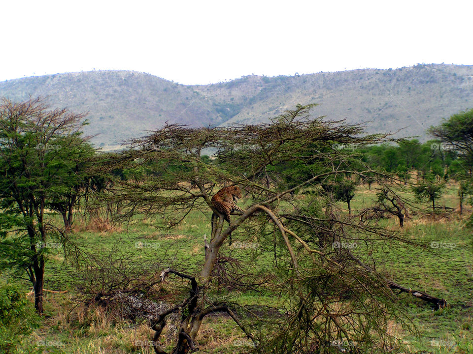 Leopard on a tree, Serengeti national park, Tanzania