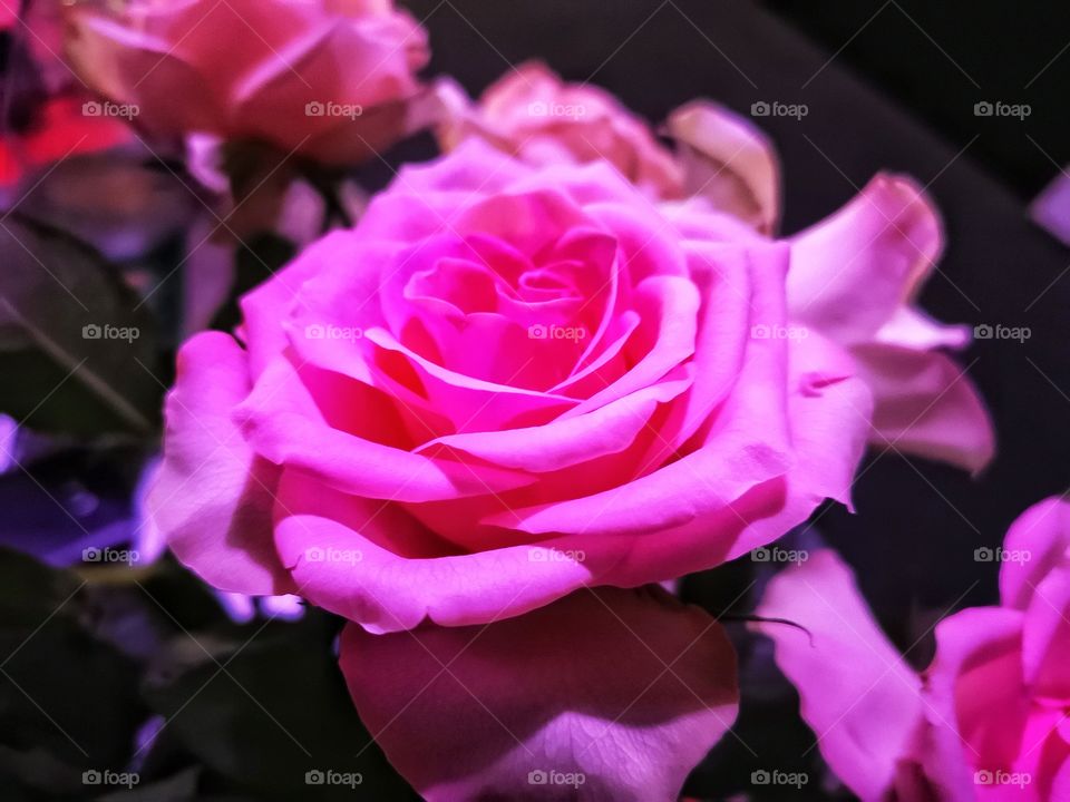Roses | pink