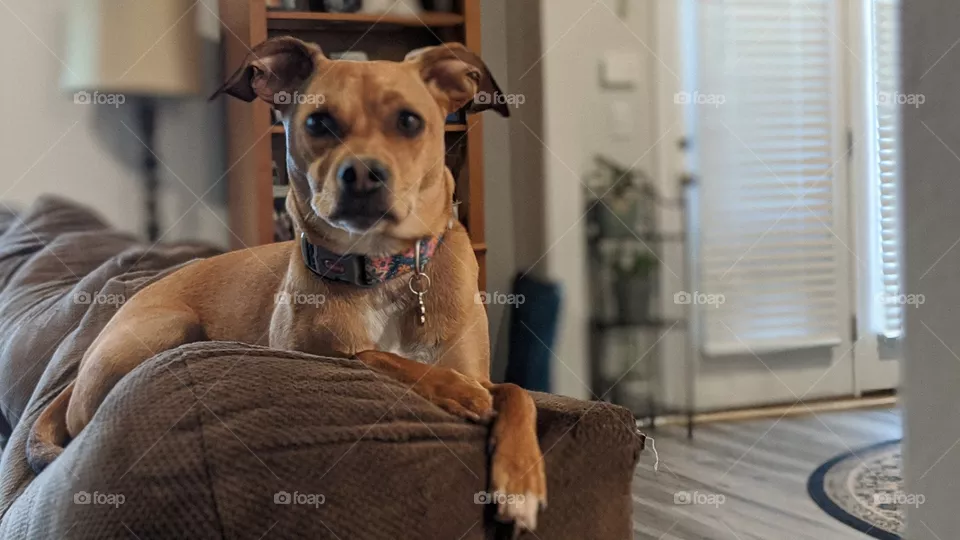 resting their paws on the couch