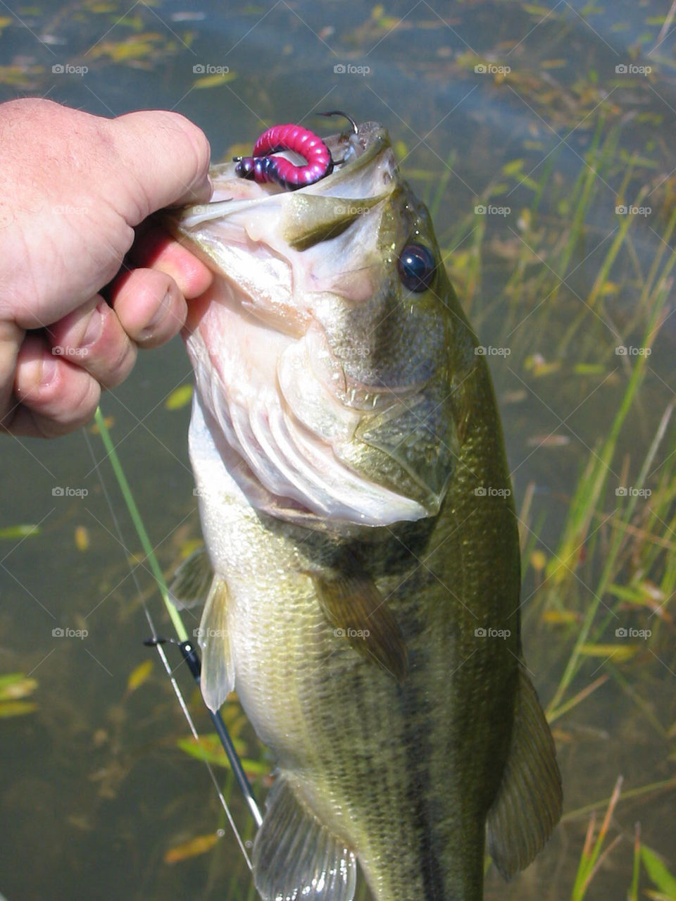 bass catch lure lip by tplips01