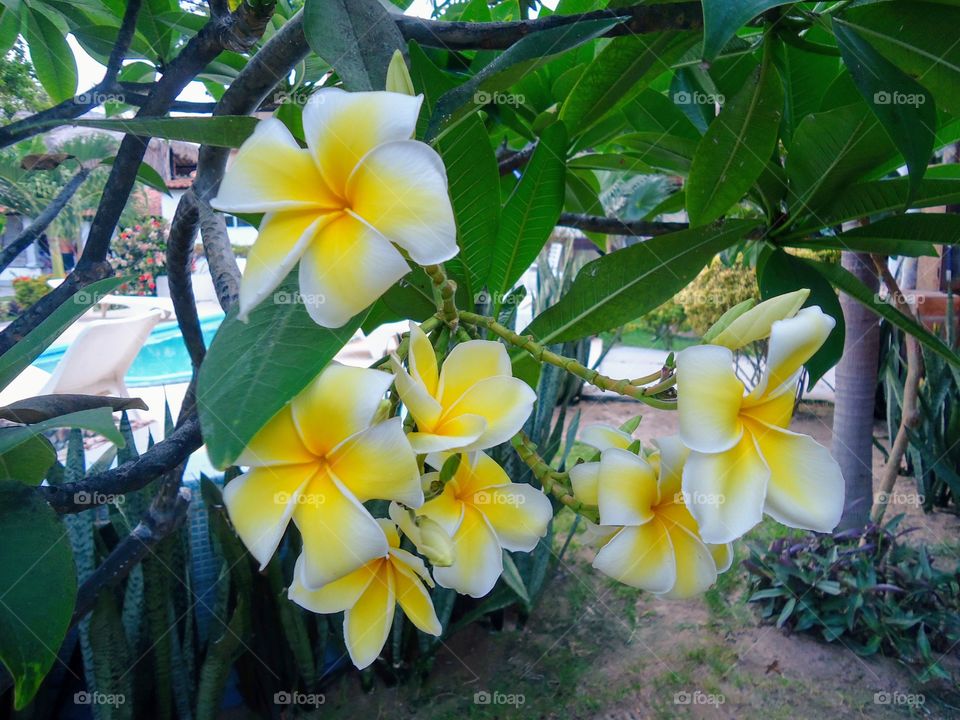 Brasilian flowers - Plumeria